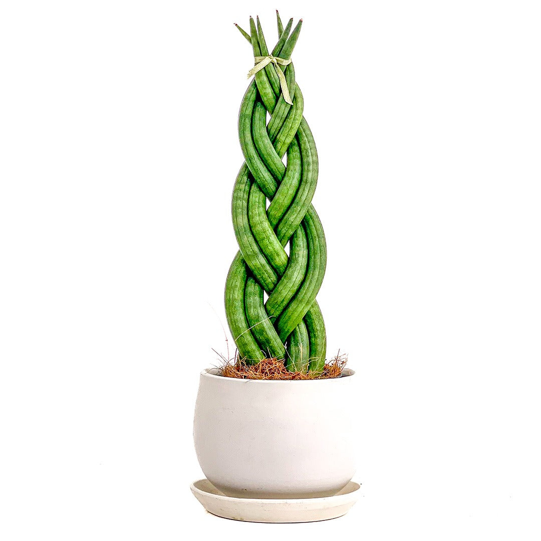 Sansevieria Cylindrica (Örgülü Paşa Kılıcı)
