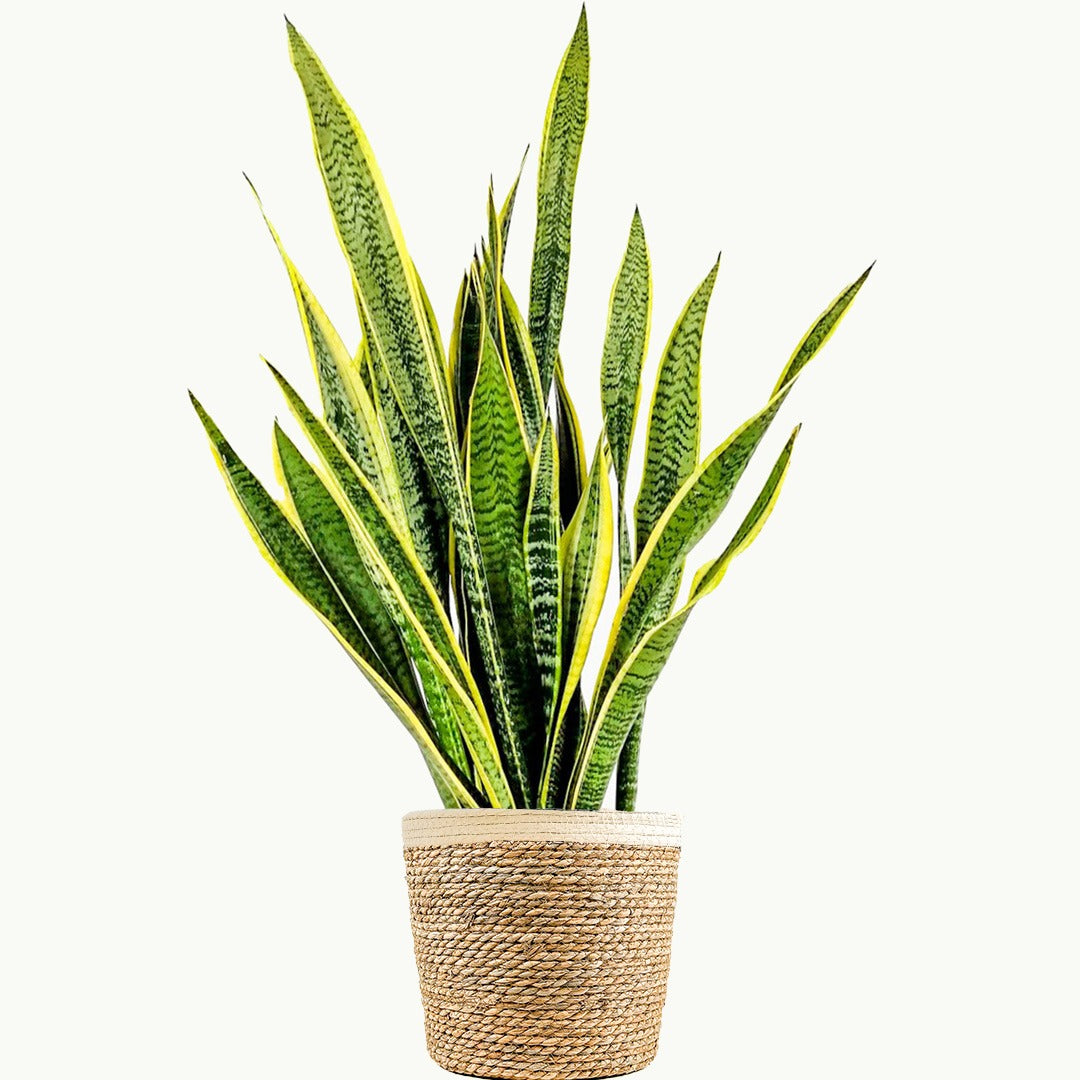 Sansevieria (Paşa Kılıcı / Kaynana Dili)
