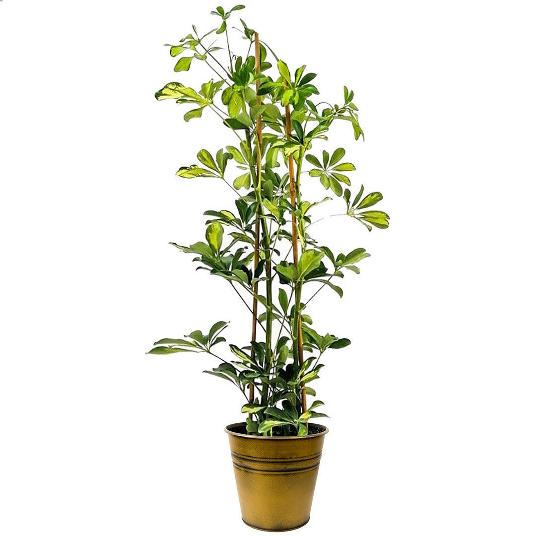 Schefflera (Kameriye / Şemsiye Bitkisi)