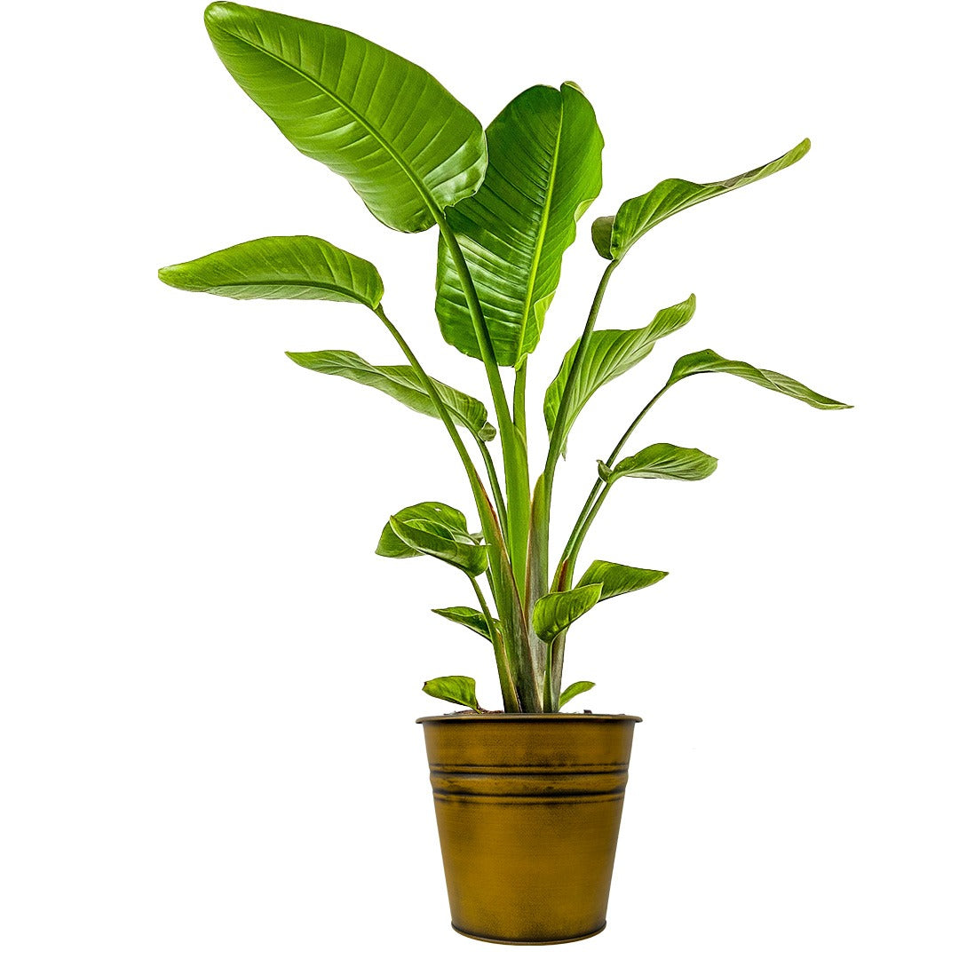 Strelitzia Nicolai (Deve Kuşu Çiçeği / Cennet Kuşu Bitkisi)