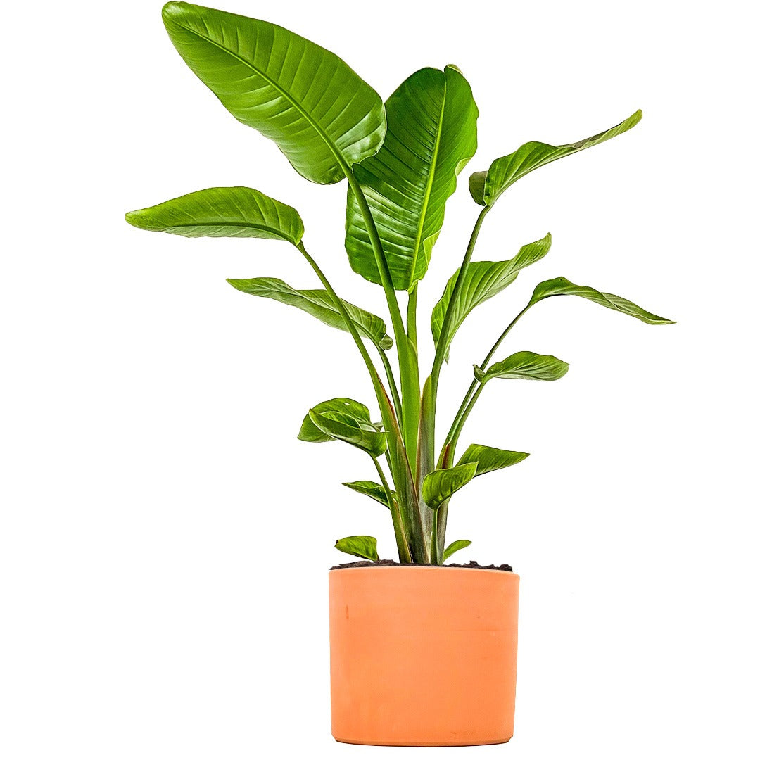 Strelitzia Nicolai (Deve Kuşu Çiçeği / Cennet Kuşu Bitkisi)